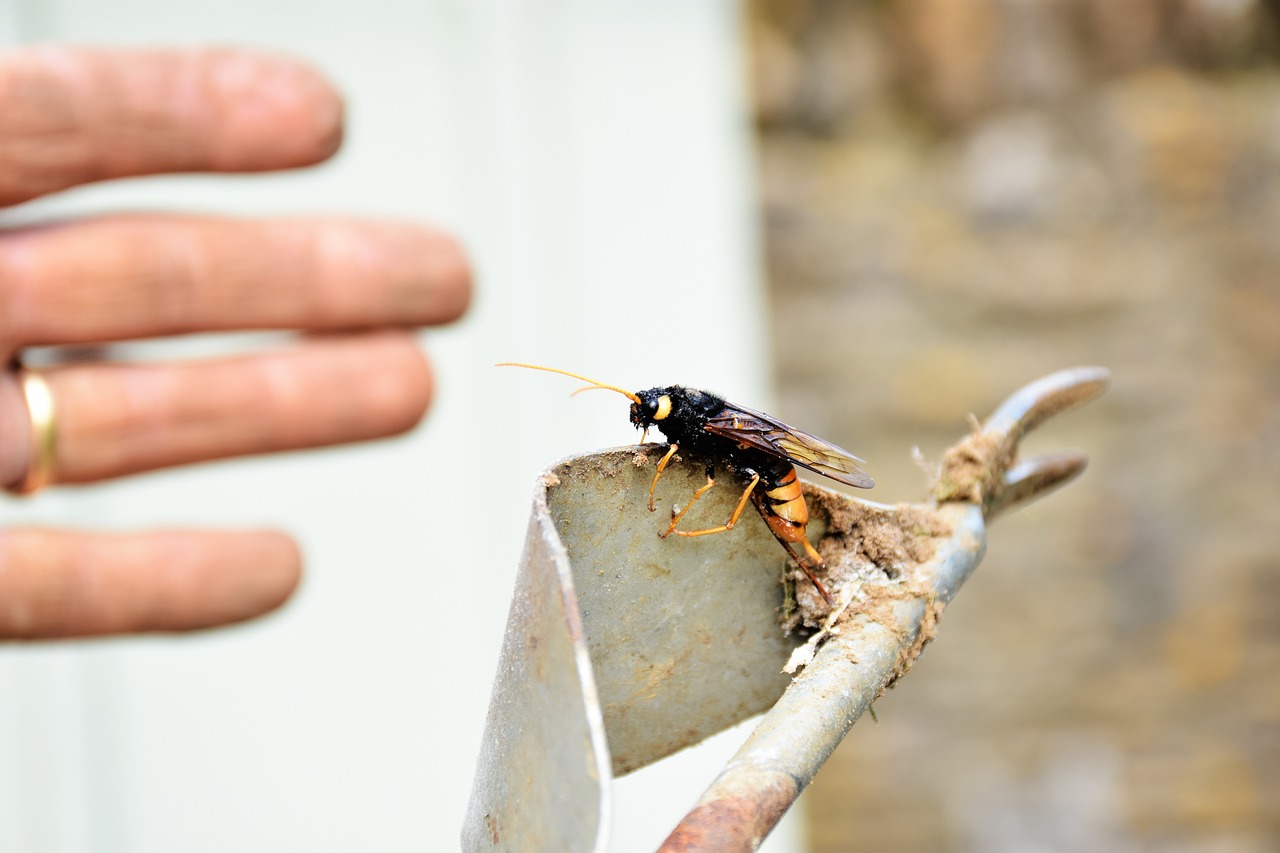 Skuteczne metody eliminacji szkodników w przestrzeni mieszkalnej
