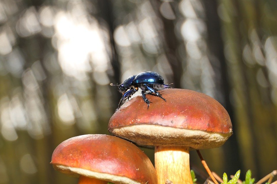 Korniki jak się pozbyć